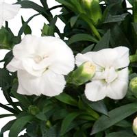 Oscar<sup>®</sup> White Dianthus