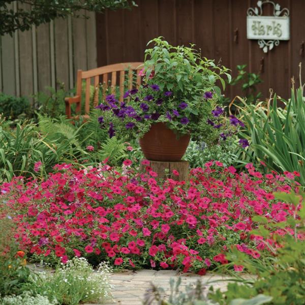 Tidal Wave® Cherry Spreading Petunia - Commercial Landscape 1