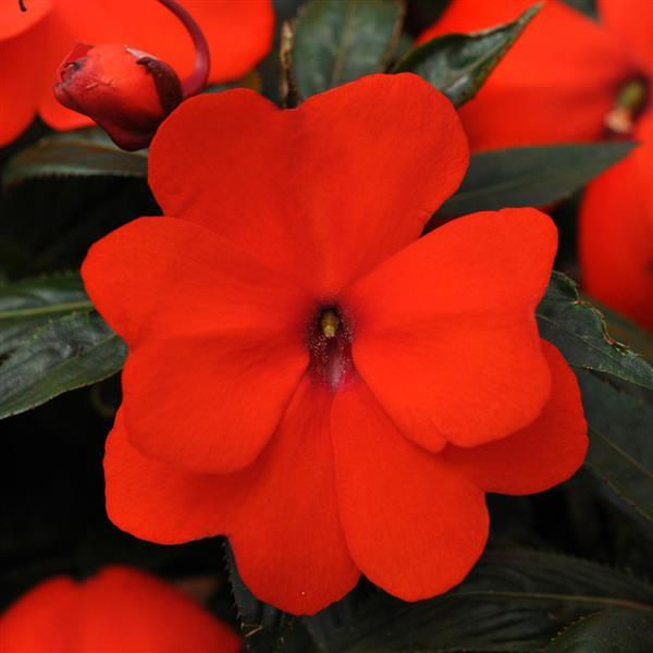 Celebration Orange New Guinea Impatiens - Bloom
