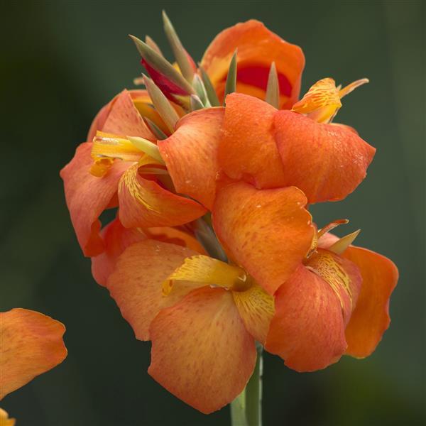 Cannova® Orange Shades Canna - Bloom