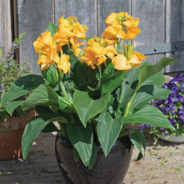 Cannova® Gold Leopard Canna - Container