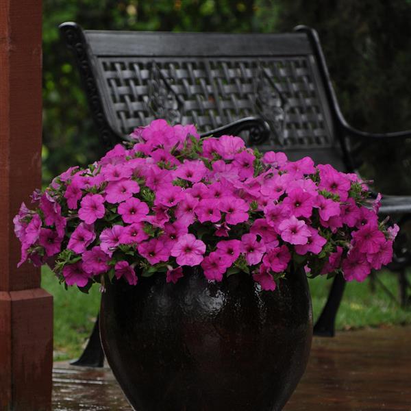 Easy Wave® Neon Rose Spreading Petunia - Commercial Landscape 1