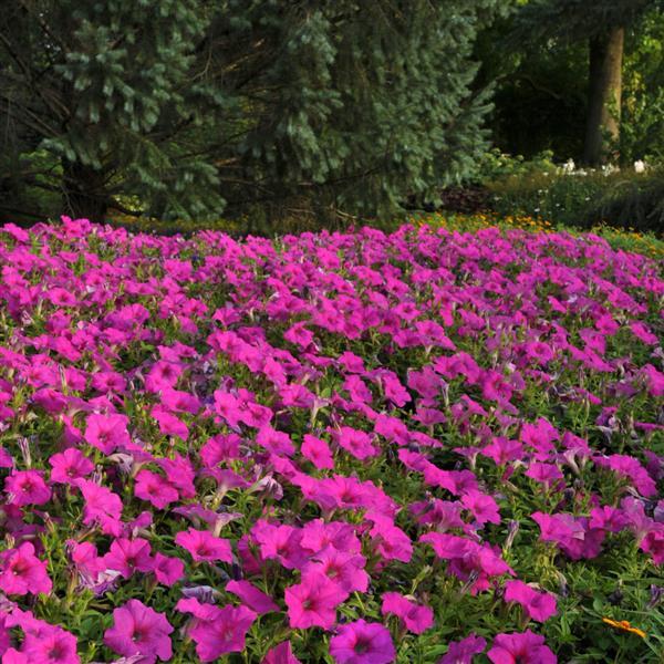 Easy Wave® Neon Rose Spreading Petunia - Landscape