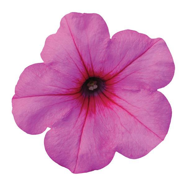 Easy Wave® Pink Passion Spreading Petunia - Bloom