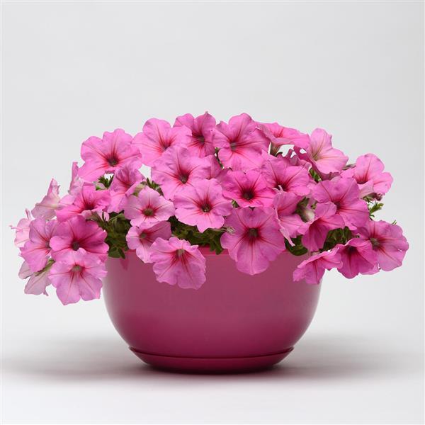 Easy Wave® Pink Passion Spreading Petunia - Container