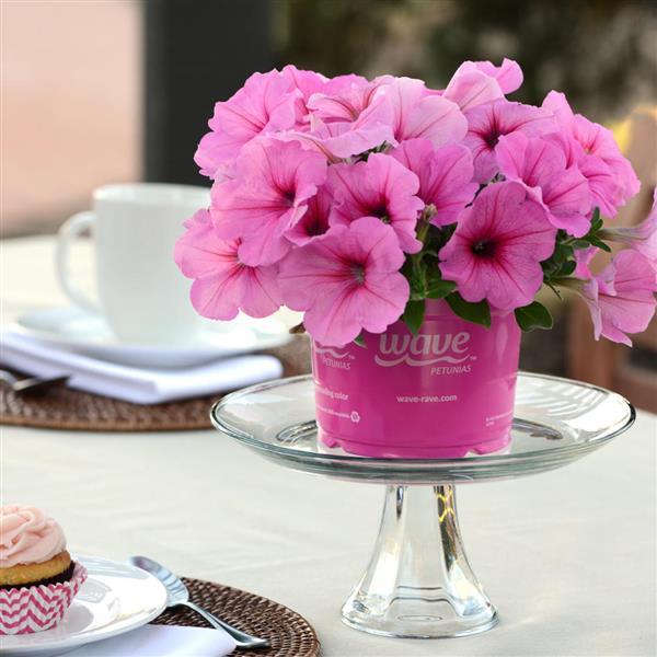 Easy Wave® Pink Passion Spreading Petunia - Displays