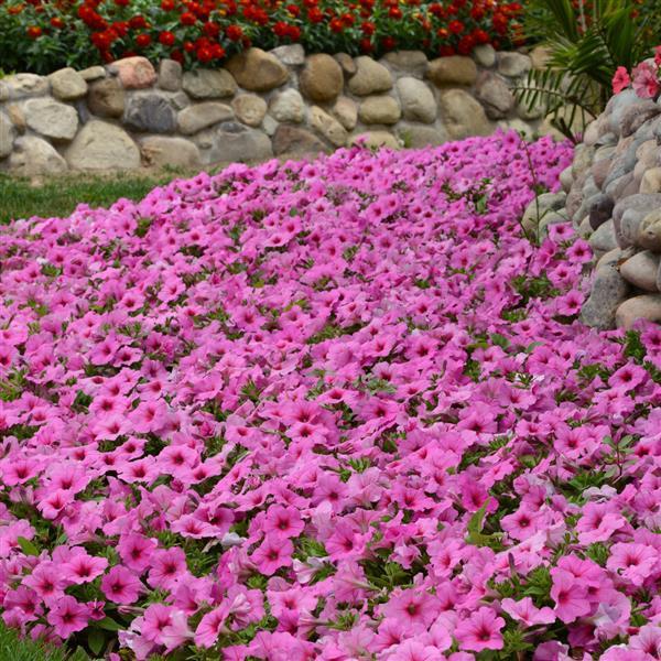 Easy Wave® Pink Passion Spreading Petunia - Landscape