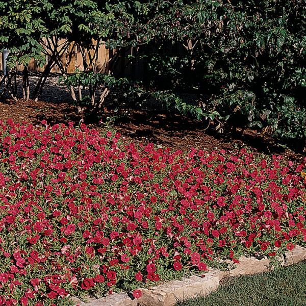 Easy Wave® Red Spreading Petunia - Commercial Landscape 1