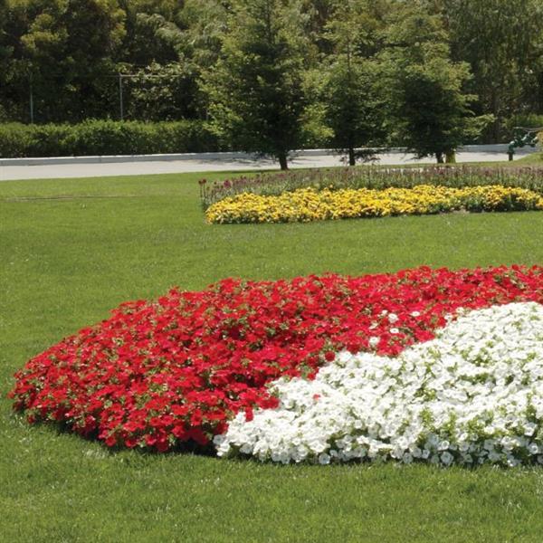 Easy Wave® Red Spreading Petunia - Commercial Landscape 2