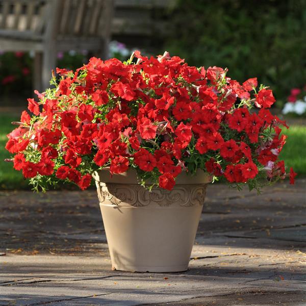 Easy Wave® Red Spreading Petunia - Container