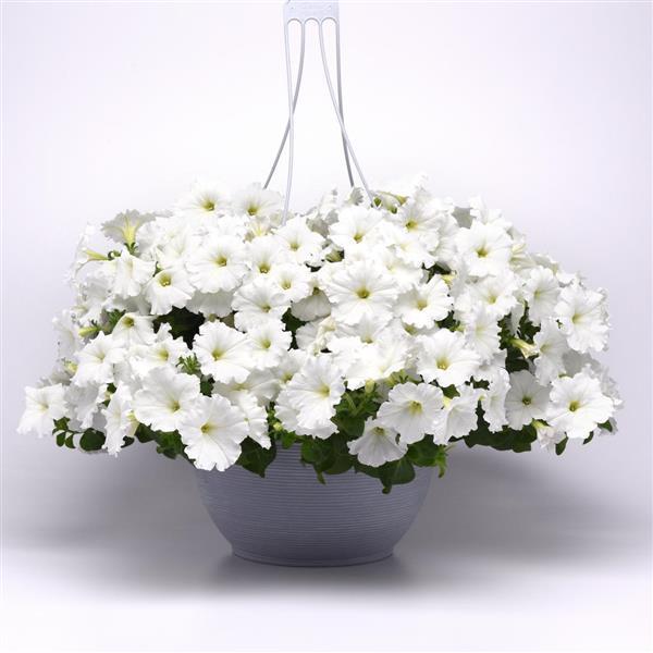 Easy Wave® White Spreading Petunia - Basket