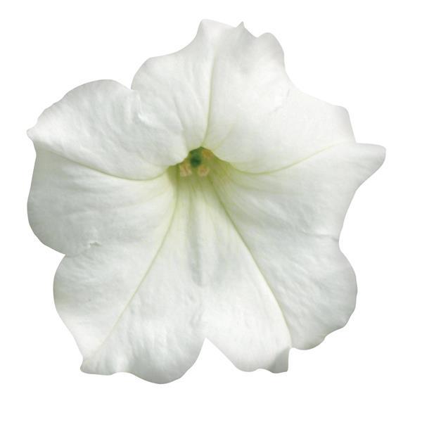Easy Wave® White Spreading Petunia - Bloom
