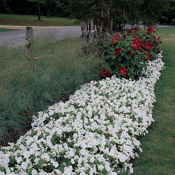 Easy Wave® White Spreading Petunia - Commercial Landscape 1