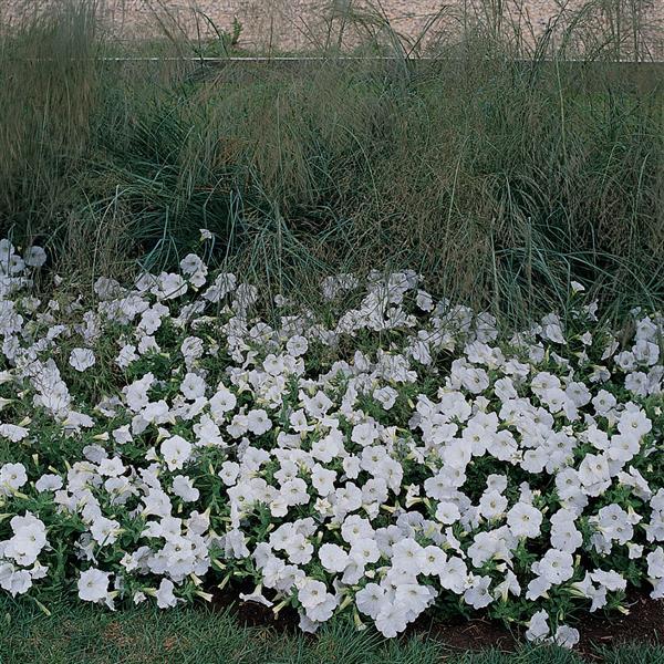 Easy Wave® White Spreading Petunia - Commercial Landscape 2
