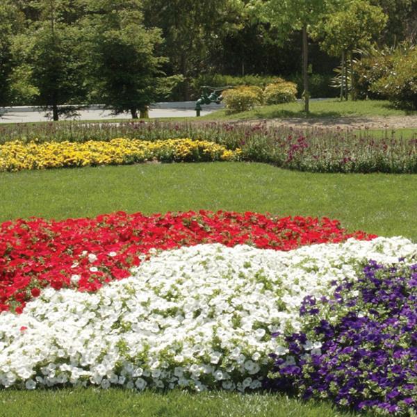 Easy Wave® White Spreading Petunia - Commercial Landscape 3