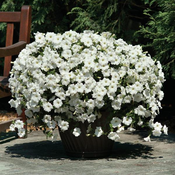 Easy Wave® White Spreading Petunia - Container