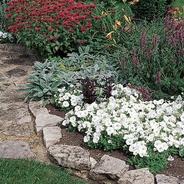 Easy Wave® White Spreading Petunia - Landscape