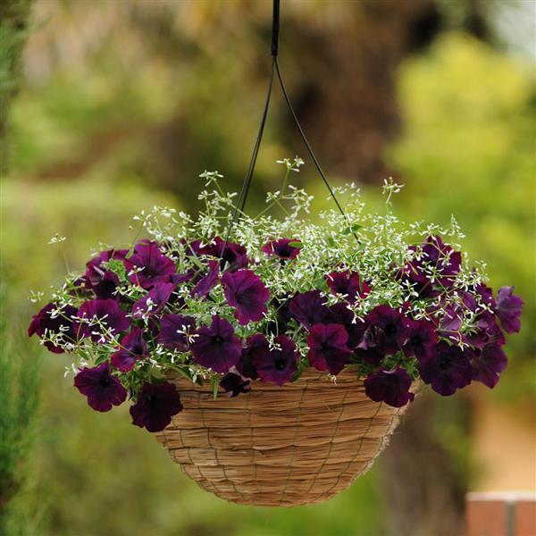 Easy Wave® Burgundy Velour Spreading Petunia - Basket