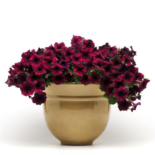 Easy Wave® Burgundy Velour Spreading Petunia - Container