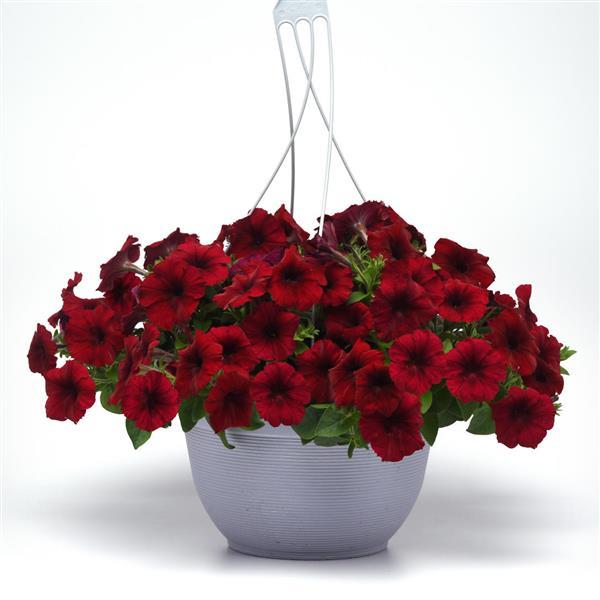 Easy Wave® Red Velour Spreading Petunia - Basket