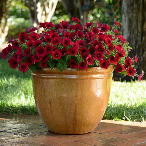 Easy Wave® Red Velour Spreading Petunia - Container