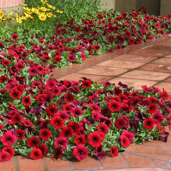 Easy Wave® Red Velour Spreading Petunia - Landscape