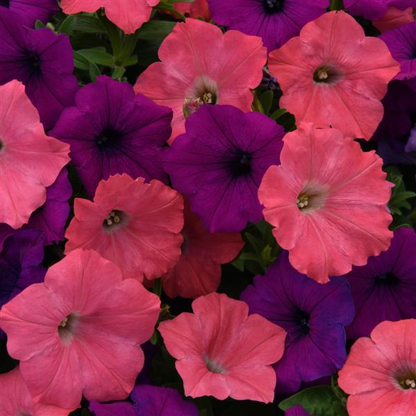Easy Wave® Opposites Attract Mixture Spreading Petunia - Bloom