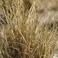 Grass Carex buchananii 