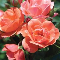 Shrub Rose the Knock Out<sup>®</sup> Coral