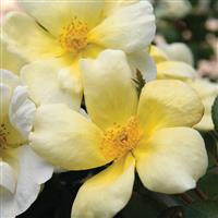 Shrub Rose the Knock Out<sup>®</sup> Sunny