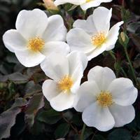 Shrub Rose the Knock Out<sup>®</sup> White