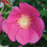 Shrub Rose Raspberry Rugostar<sup>®</sup>