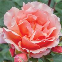 Hybrid Tea Rose Apricot Candy™