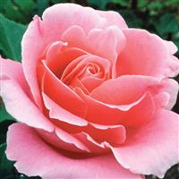Hybrid Tea Rose Bewitched