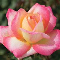 Hybrid Tea Rose Love And Peace™