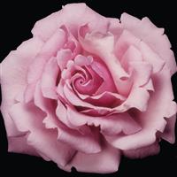 Hybrid Tea Rose Memorial Day™