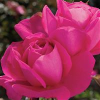Hybrid Tea Rose Miss All-American Beauty