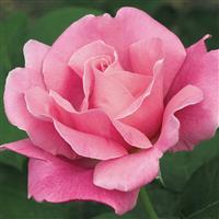 Hybrid Tea Rose Perfume Delight™