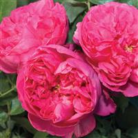Hybrid Tea Rose Pink Traviata<sup>®</sup>