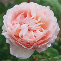 Hybrid Tea Rose Princess Charlene de Monaco<sup>®</sup>