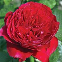 Hybrid Tea Rose Rouge Royale™