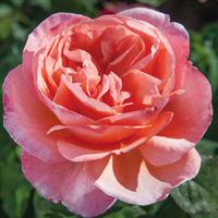 Hybrid Tea Rose Sweet Mademoiselle™