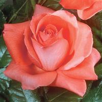 Grandiflora Rose Lasting Peace™