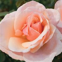 Grandiflora Rose Mother Of Pearl