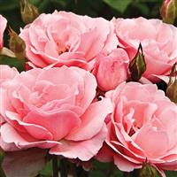 Grandiflora Rose Queen Elizabeth