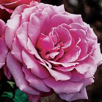 Grandiflora Rose Silver Star™