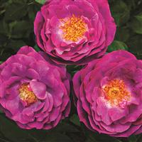 Grandiflora Rose Wild Blue Yonder™