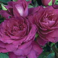 Floribunda Rose Intrigue