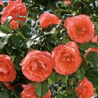 Floribunda Rose Marmalade Skies™