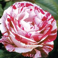 Floribunda Rose Scentimental™